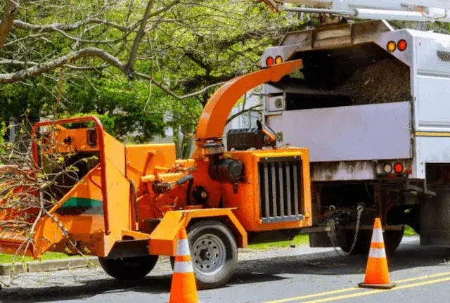 tree removal burlington