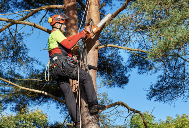 tree trimming Southampton nj