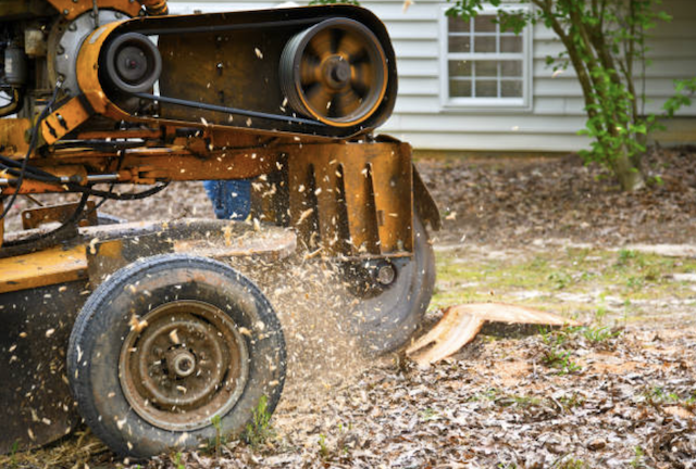stump grinding burlington ny