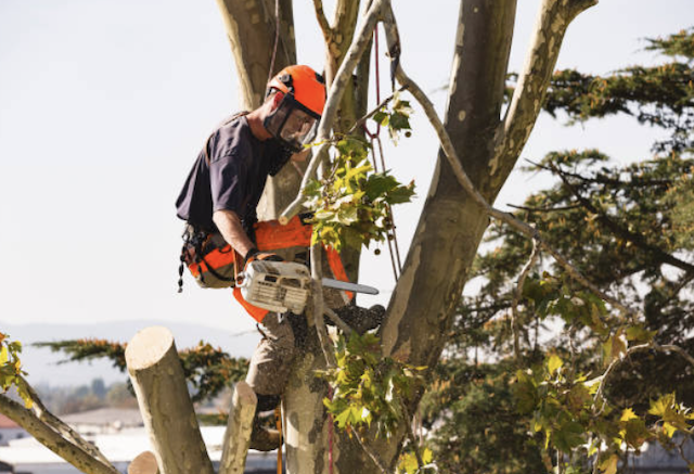 tree removal burlington